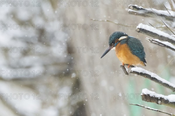 A kingfisher (Alcedo atthis) sitting on a snow-covered branch, surrounded by falling snow, Hesse, Germany