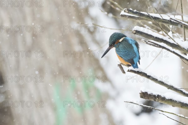 A kingfisher (Alcedo atthis), male, sitting on a snow-covered branch, surrounded by falling snow, Hesse, Germany
