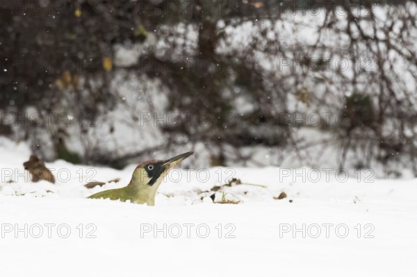 A green woodpecker (Picus viridis) peers out of a blanket of snow, surrounded by winter nature and falling snow, Hesse, Germany