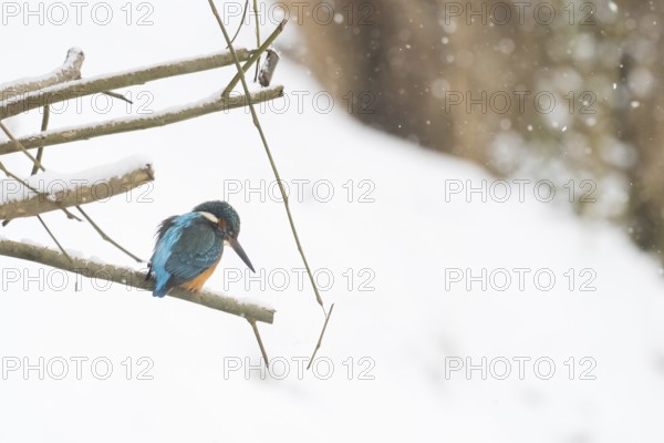 A kingfisher (Alcedo atthis) sits quietly on a snowy branch in a wintry landscape, Hesse, Germany