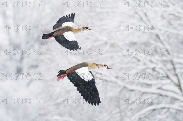 Two Nile Geese (Alopochen aegyptiacus) in flight over a snow-covered landscape during snowfall, dynamic and cold winter scenario, Hesse, Germany