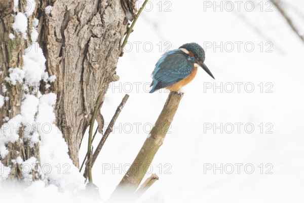A kingfisher (Alcedo atthis) sitting on a single snow-covered branch, Hesse, Germany