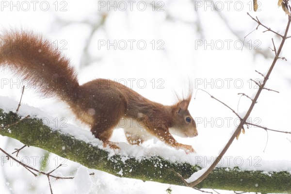 A squirrel (Sciurus vulgaris) running across a snow-covered branch in a wintry environment, Hesse, Germany