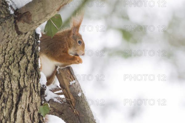A squirrel (Sciurus vulgaris) sitting on a tree trunk, eating a nut, winter environment, Hesse, Germany