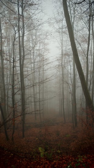 A mystical, foggy forest with tall trees and red autumn leaves, Thuringian Forest