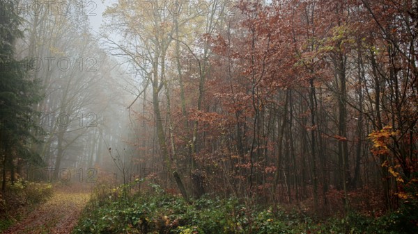 A foggy autumn forest with colorful leaves and a narrow path, Thuringian Forest