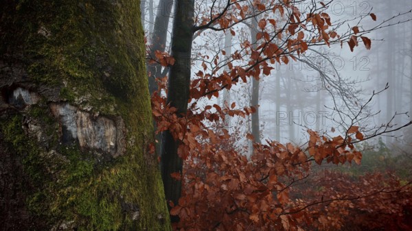 Close-up of a tree trunk with moss and red autumn leaves in fog, Thuringian Forest
