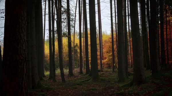 Dark dense forest with a light strip of colorful leaves, Hainich National Park, Germany