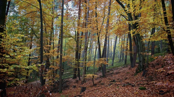 Autumn forest with yellow-green leaves and soft light, Hainich National Park, Germany
