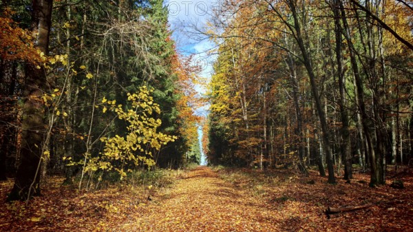 Forest trail covered with colorful foliage under blue sky, Frankenwald nature park Park, Germany