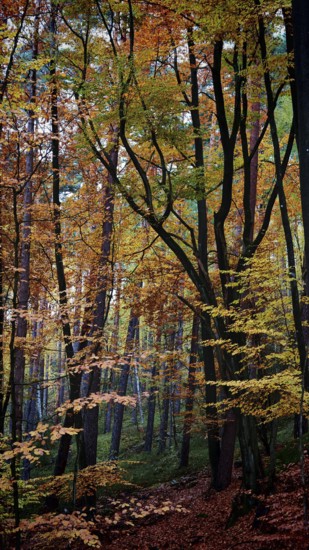 Colourful, quiet forest with tall trees in autumn, Hainich National Park, Germany