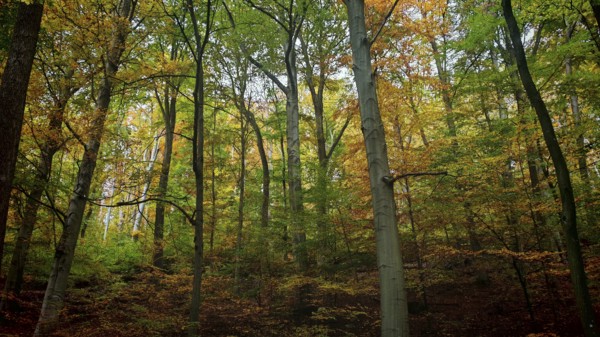 Colourful mix of trees with autumn leaves in the forest, which exude liveliness and warmth of the season, Hainich National Park, Germany