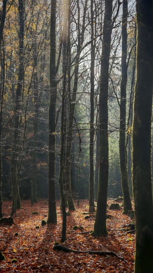 Wooded landscape with tall trees in autumn, steeped in shady light that creates a mysterious and peaceful atmosphere, Fankenwald nature park Park, Germany