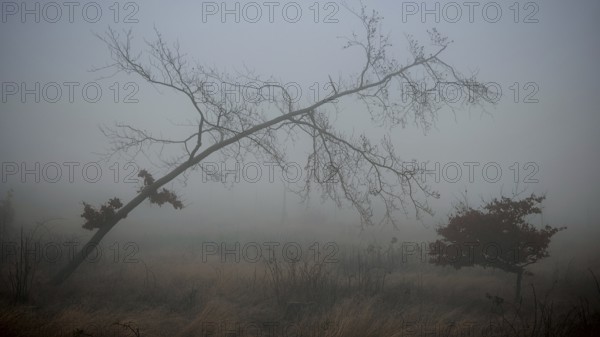 A bare tree standing alone in a foggy, grass-covered landscape, Rennsteig, Thuringian Forest