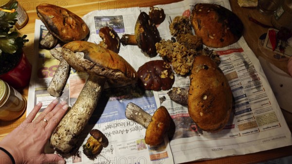 Different mushrooms lying on newspaper with one hand as a size comparison, Upper Franconia