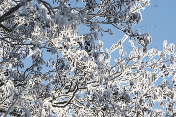 Black alder (Alnus glutinosa) branches covered in ice crystals, hoar frost, rime and snow, also known as black alder or red alder, with fruit, fruit clusters, cones and fresh inflorescences, flowers, flower heads, light blue sky, treetop, treetop, ice shining in the sunlight, winter atmosphere, blue, frost, icy, cold, cold, peaceful scenery, mood, bright light in the morning, bare branches, cool colours, tree, trees, deciduous tree, deciduous trees, district of Lüneburg, Lower Saxony, Germany