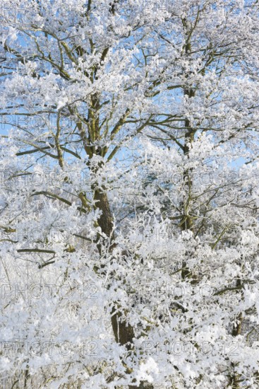 A tree covered with ice crystals and snow in front of a clear blue sky, black alder (Alnus glutinosa), also known as black alder or red alder, light blue sky, treetop, treetop, ice shines in the sunlight, winter atmosphere, blue, hoarfrost, frost, frosty, ice, cold, cold, peaceful, icy, mood, bright light in the morning, bare branches, cool colours, tree, trees, deciduous tree, deciduous trees, nature reserve on the Ilmenau, FFH area, district of Lüneburg, Lower Saxony, Germany