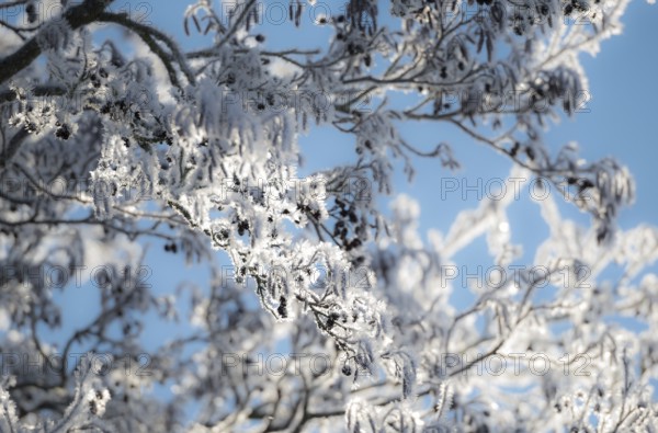 Branches of the black alder (Alnus glutinosa), also known as black alder or red alder, covered in ice crystals and snow, with fruit, fruit clusters, cones and fresh inflorescences, flowers, flower heads, light blue sky, treetop, treetop, hoarfrost, frost, ice shining in the sunlight, detail, close-up, frost, icy, cold, cold, bright light in the morning, bare branches, cool colours, tree, trees, deciduous tree, deciduous trees, district of Lüneburg, Lower Saxony, Germany