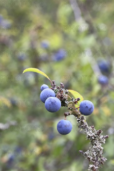 Blackthorn (Prunus spinosa), branch with ripe fruit, autumn, Wilnsdorf, North Rhine-Westphalia, Germany