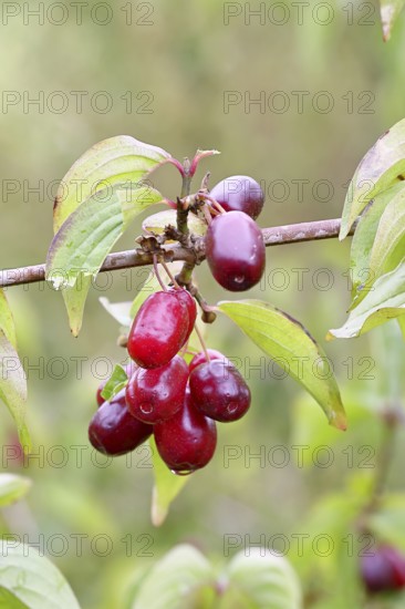 Cornelian cherry (Cornus mas), branch with fruit, Wilnsdorf, North Rhine-Westphalia, Germany