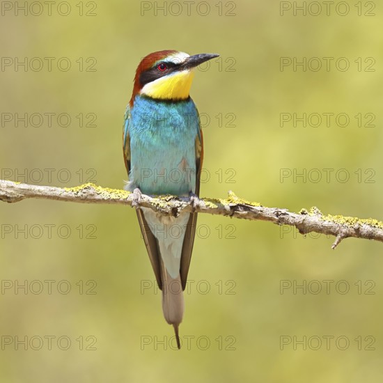 European bee-eater (Merops apiaster) sitting on a branch covered with green lichen, Lake Neusiedl, Burgenland, Austria