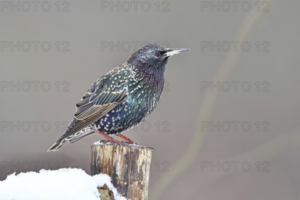 Starling (Sturnus vulgaris) adult bird in spotted winter plumage, sitting on a fence post, Wilnsdorf, North Rhine-Westphalia, Germany