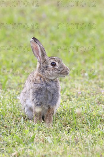 Wild rabbit (Oryctolagus cuniculus), sitting in a meadow, adult, alert, wildlife, animals, rodent, Podersdorf, Lake Neusiedl-Seewinkel National Park, Burgenland, Austria