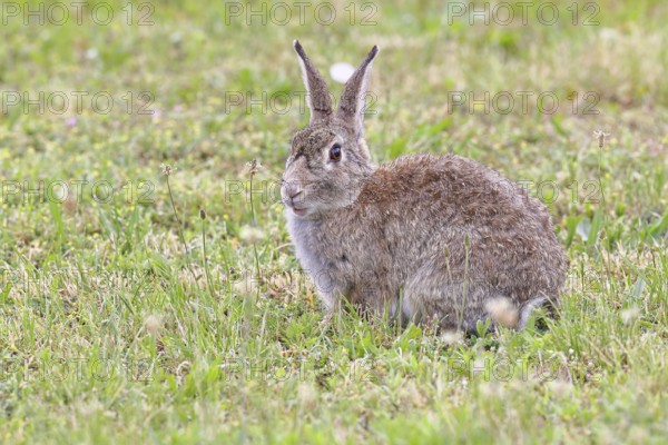 Wild rabbit (Oryctolagus cuniculus), sitting in a meadow, adult, alert, wildlife, animals, rodent, Podersdorf, Lake Neusiedl-Seewinkel National Park, Burgenland, Austria