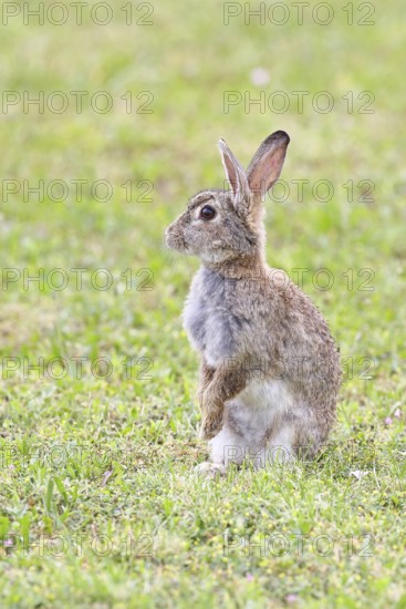 Wild rabbit (Oryctolagus cuniculus), sitting in a meadow, making mate, erect, fully grown, alert, wildlife, animals, rodent, Podersdorf, Lake Neusiedl-Seewinkel National Park, Burgenland, Austria
