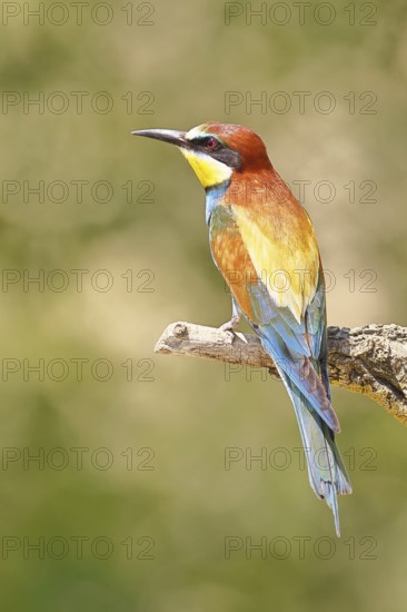 European bee-eater (Merops apiaster) sitting on a branch covered with green lichen, dorsal view, Lake Neusiedl, Burgenland, Austria
