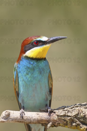 European bee-eater (Merops apiaster) sitting on a branch covered with green lichen, animal portrait, Lake Neusiedl, Burgenland, Austria