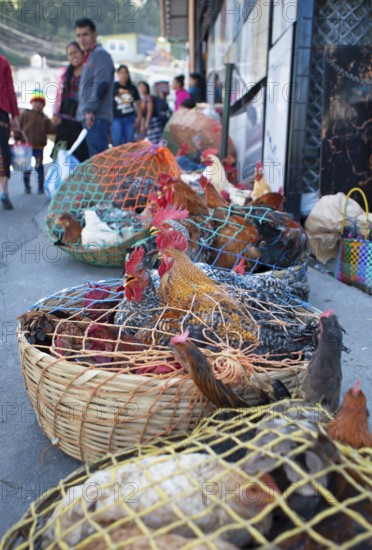 Chickens on the net for sale at the market in Sololá, Highlands, Sololá Department, Guatemala