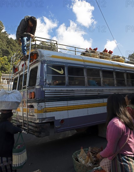 Gualtemalan man packs baskets with chickens on the roof of a bus, market in Sololá, Highlands, Sololá Department, Guatemala