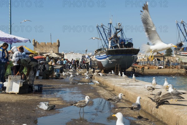 Fishing boats, fishing port, Essaouira, UNESCO World Heritage Site, Atlantic coast, Morocco