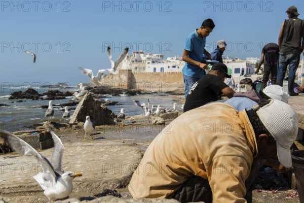 Fishermen and seagulls on the promenade, Essaouira, UNESCO World Heritage Site, Atlantic coast, Morocco