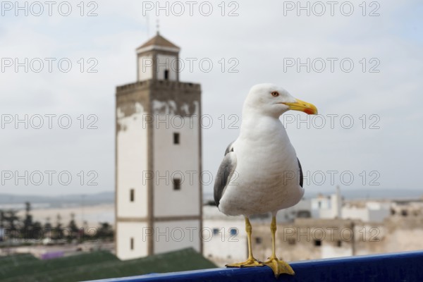 Essaouira, UNESCO World Heritage Site, Atlantic Coast, Morocco