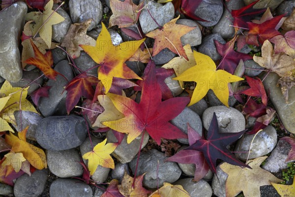 Colourful autumn leaves in a front garden, Achern, Ortenaukreis, Baden-Württemberg, Germany