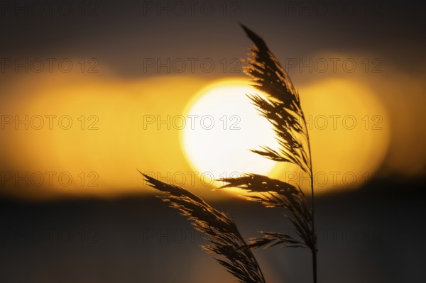 Silhouette of reed stalks against setting sun, Finland