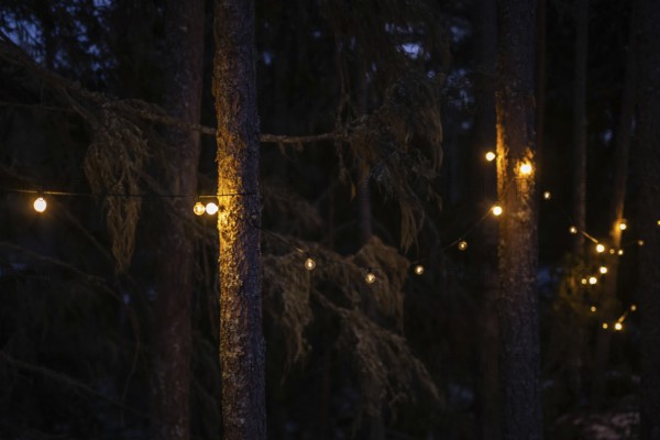 Fairy lights on pine trunks emit warm, soft light and illuminate the dark forest, Bokeh, Finland
