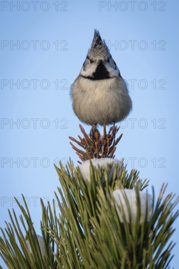 Crested Tit (Parus Scalloped ribbonfish) sitting on branch in pine tree (Pinus) in winter, Korpo or Korppoo, southern Finnish archipelago, Finland
