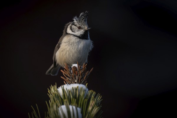 Crested Tit (Parus Scalloped ribbonfish) sitting on branch in pine tree (Pinus) in winter, Korpo or Korppoo, southern Finnish archipelago, Finland