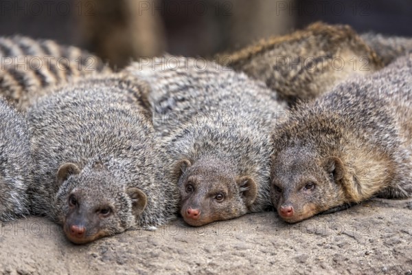 Zebra mongooses doze at lunchtime, live in associations of several dozen animals, live in Central and Southern Africa