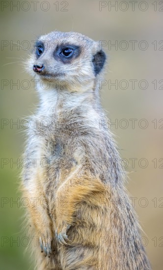 Meerkat, Suricata suricatta, in guard position, guard pose, observes the area surrounding the underground burrow