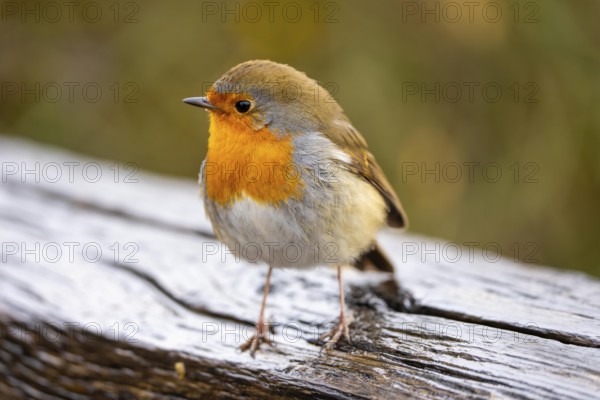 Robin, Erithacus rubecula, small wild bird, up to 14 cm long and weighs only 15-22 grams