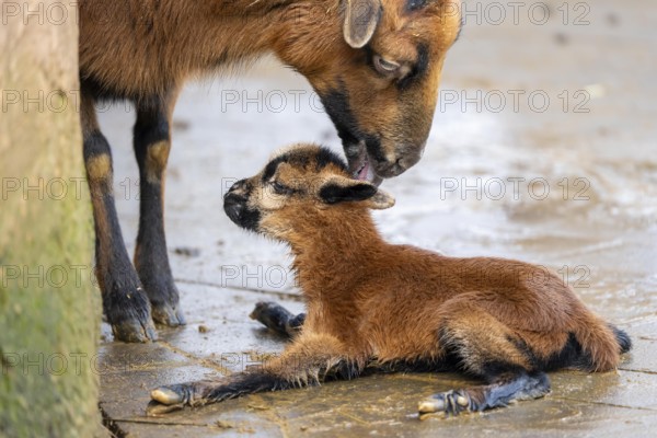 Sheep licks its newly-born lamb, still very moist