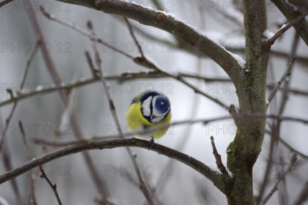 Blue tit (Cyanistes caeruleus), winter, snow, twig, cute, The bird has snowflakes on its plumage. Because of the cold, the tit is standing on one leg