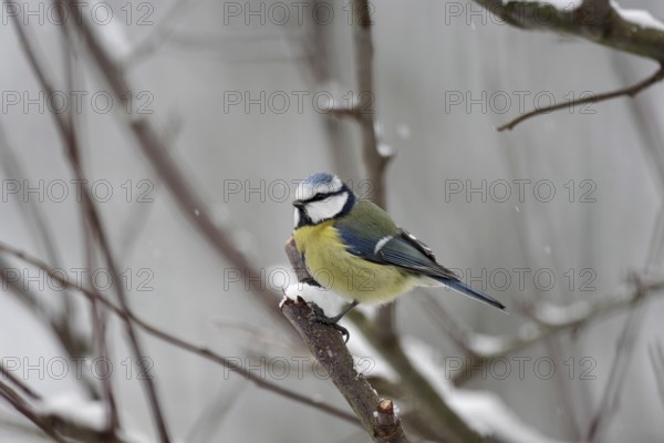 Blue tit (Cyanistes caeruleus), snow, winter, cold, Germany