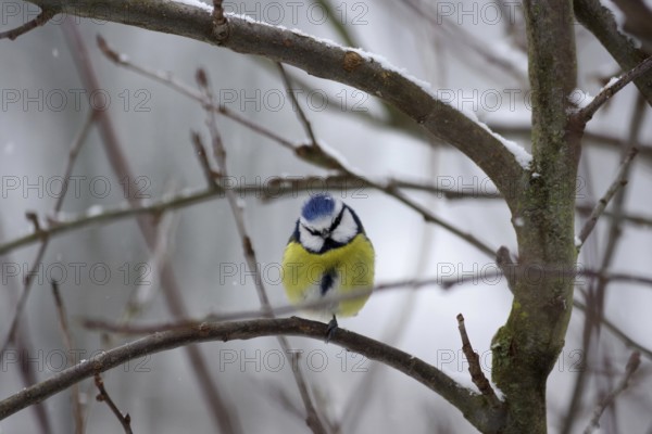 Blue tit (Cyanistes caeruleus), snow, winter, twig, cute, At low temperatures the birds pull one leg into their dense down feathers