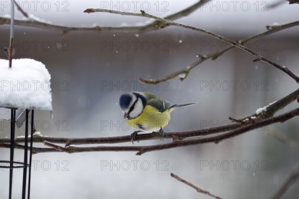 Blue tit (Cyanistes caeruleus), snow, branch, winter, cold, The snowflakes fall on the colourful feathers of the titmouse