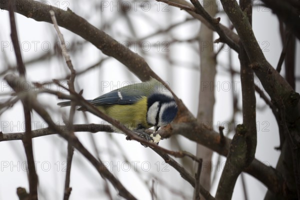 Blue tit (Cyanistes caeruleus), peanut, twig, winter, The tit fixes the food with its foot